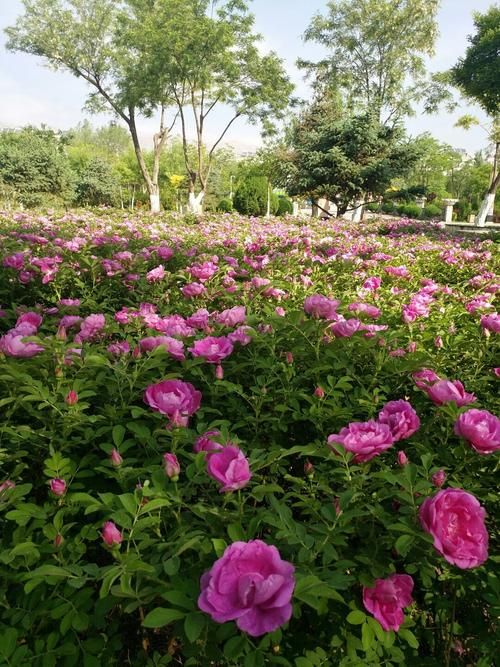 关于宁夏回族自治区石嘴山市大武口区最新数据播报：寻找同轨迹人员的信息